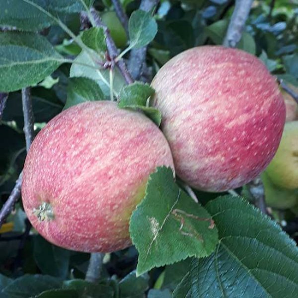 (image for) Cider Apple Tree 'Helen's Apple'