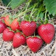 Strawberry Plants \'Vibrant\' (10 SuperCrowns)