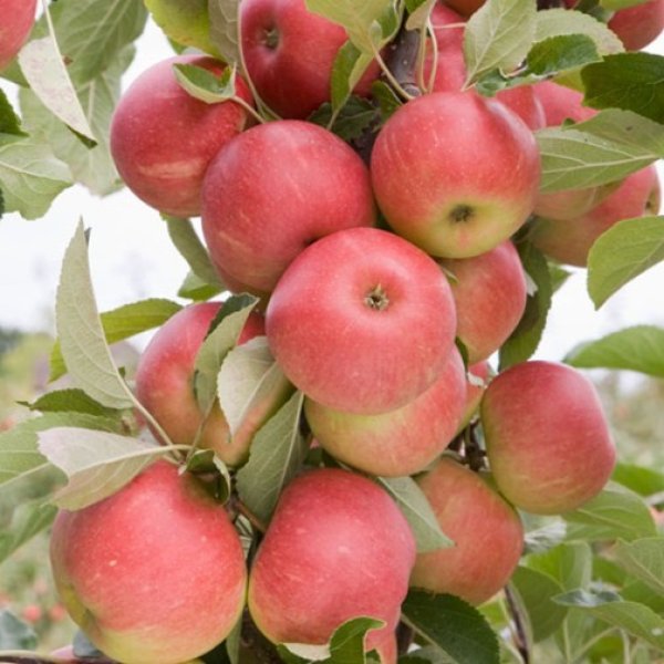 Apple Tree 'Elstar' (Pot Grown)