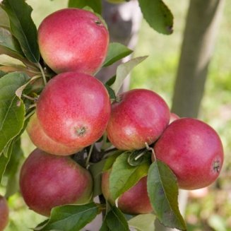 Apple Tree 'Worcester Pearmain' (Pot Grown)