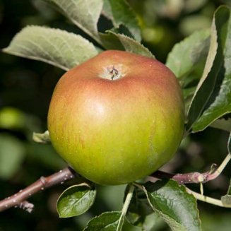 Apple Tree 'Bramley 20' (Pot Grown)