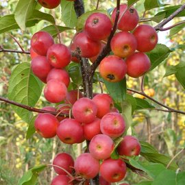 (image for) Malus 'Gorgeous' (Crab Apple Tree)