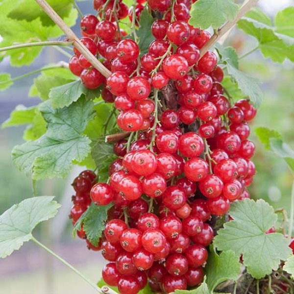 (image for) Redcurrant Bush 'Junifer'