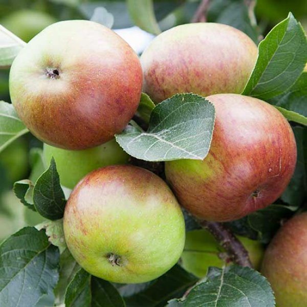 (image for) Cider Apple Tree 'Dabinett'