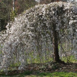 (image for) Prunus 'Yoshino Pendula' (Weeping Yoshino Cherry)