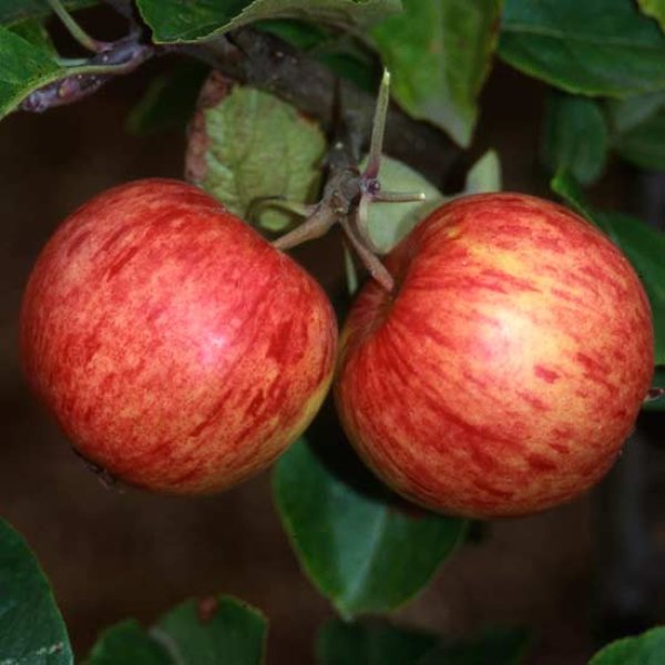 (image for) Cider Apple Tree 'Red Foxwhelp'