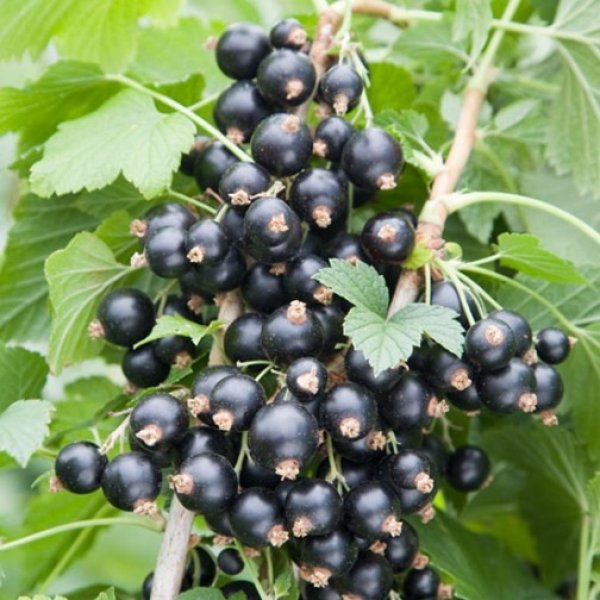 (image for) Blackcurrant Bush 'Ben Sarek'