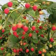 Raspberry \'Paris\' (3 cell grown plants)