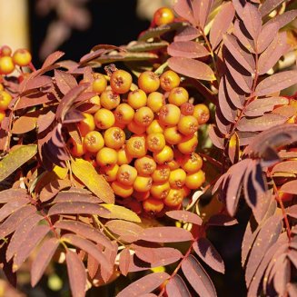 (image for) Sorbus 'Copper Kettle' (Mountain Ash Tree)