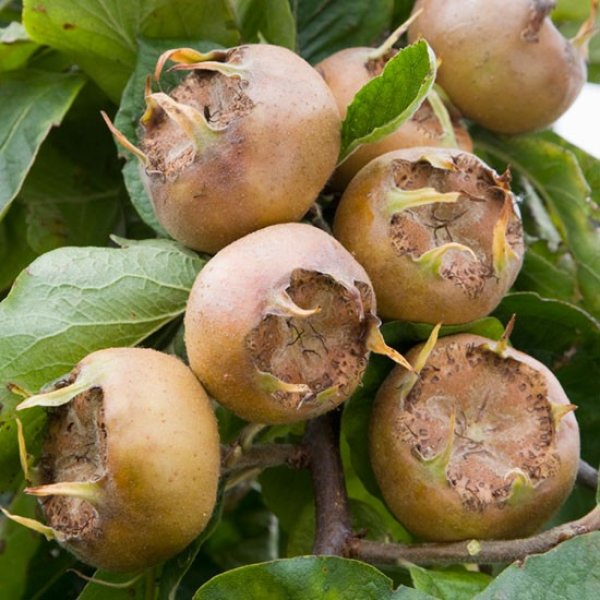 (image for) Medlar Tree 'Westerveld'