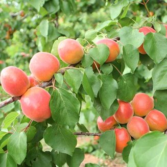 (image for) Apricot Tree 'Bergeron'