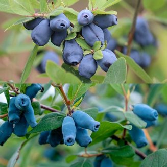 Honeyberry Collection (2 plants) (image for) Honeyberry Collection (2 plants)