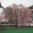 Prunus \'Kiku-shidare-zakura\' (Pot Grown) Weeping Cherry Tree