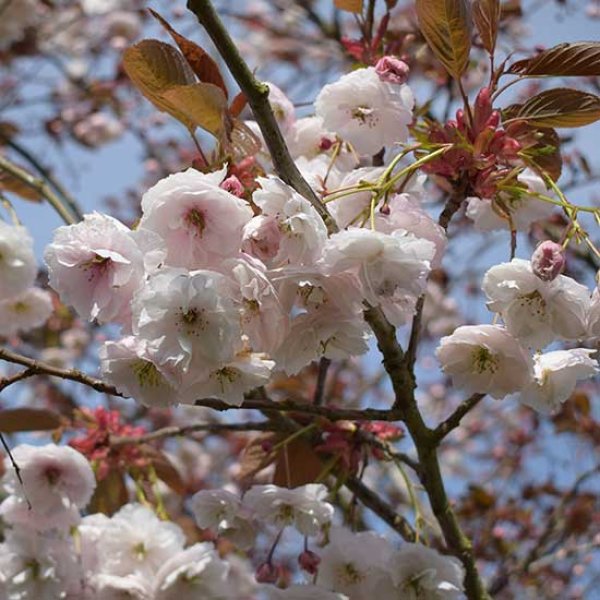 Prunus 'Shirofugen' (Pot Grown) Japanese Flowering Cherry