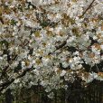 Prunus \'Tai-haku\' (Pot Grown) (Great White Cherry)