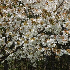 (image for) Prunus 'Tai-haku' (Great White Cherry)