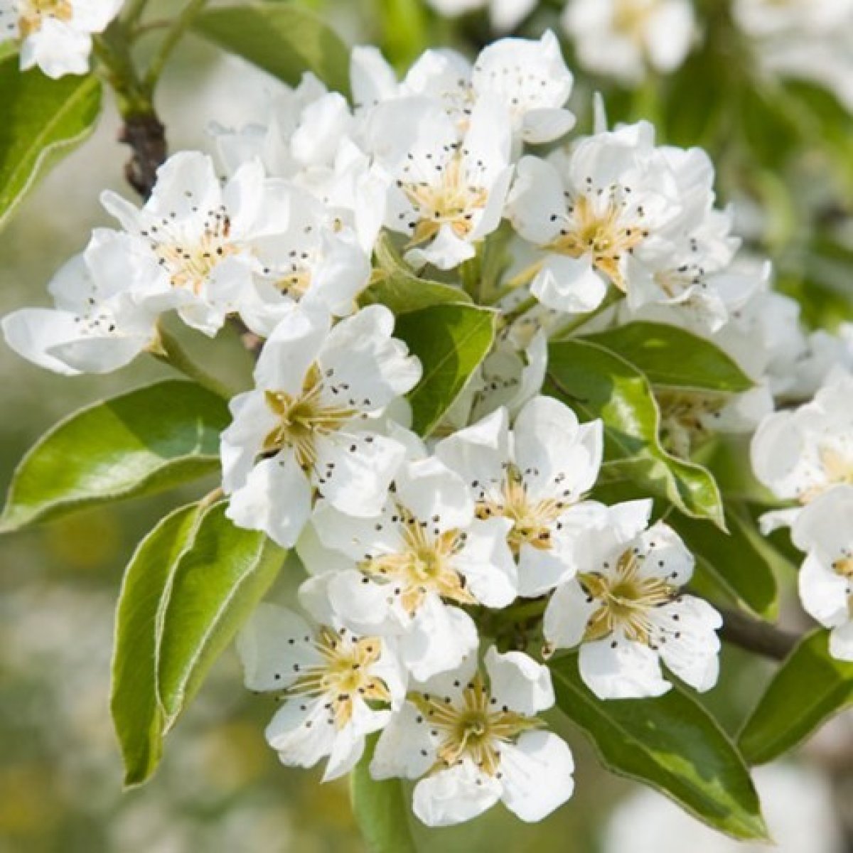 Pear Tree 'Concorde'