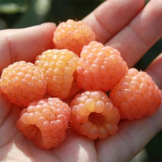 Patio Raspberry Lowberry® 'Little Orangelina®' (image for) Patio Raspberry Lowberry® 'Little Orangelina®'