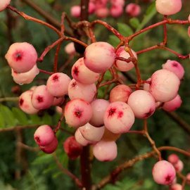 (image for) Sorbus cashmiriana (Kashmir Rowan Tree)