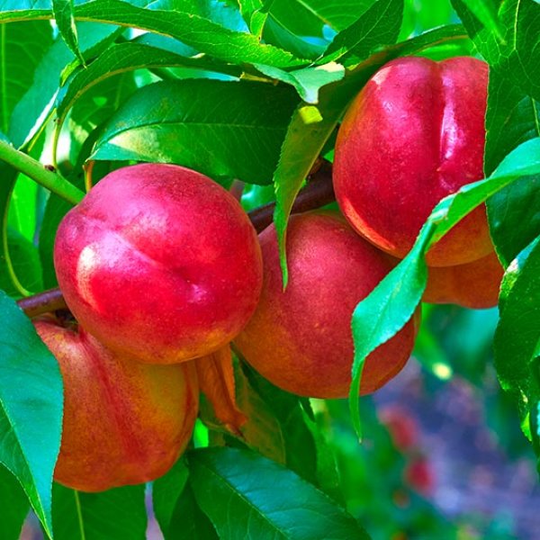 (image for) Nectarine Tree 'Red Gold'