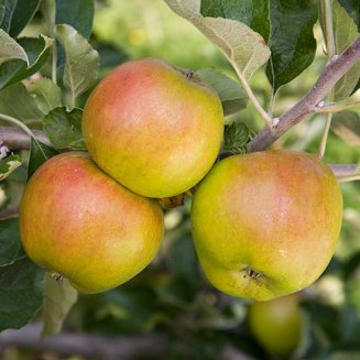 (image for) Apple Tree 'Ribston Pippin'