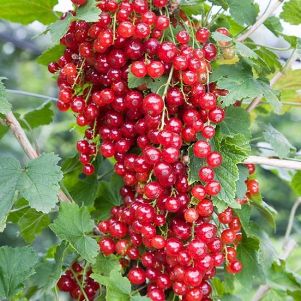 (image for) Redcurrant Bush 'Red Lake'