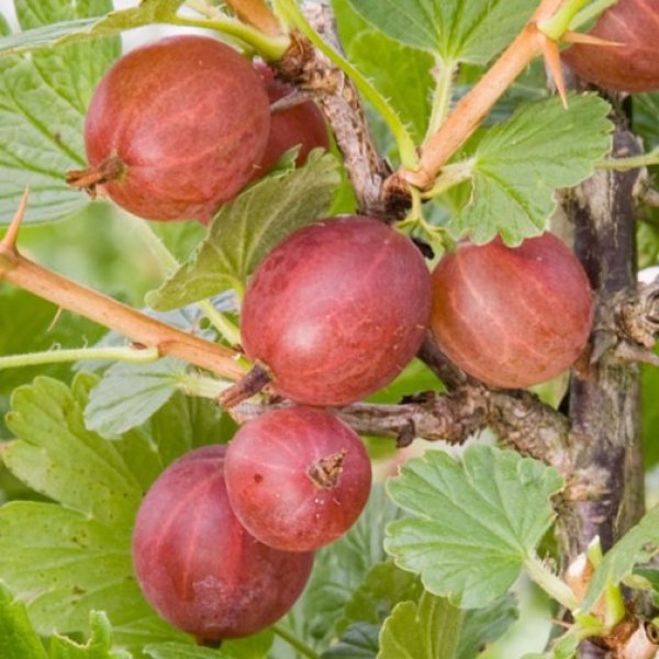 (image for) Gooseberry Bush 'Hinnonmaki Red'