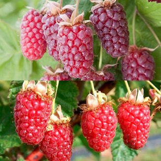 Hybrid Berry Collection (2 plants) (image for) Hybrid Berry Collection (2 plants)