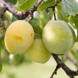 (image for) Plum Tree 'Coe's Golden Drop'