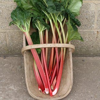 Rhubarb 'Stockbridge Arrow' (image for) Rhubarb 'Stockbridge Arrow'