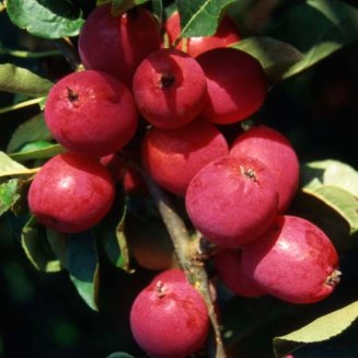 (image for) Cordon Malus 'Pink Glow' (Crab Apple)