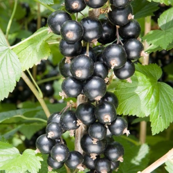 (image for) Blackcurrant Bush 'Big Ben'