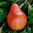 Pear Tree \'Red Williams\' (Pot Grown)