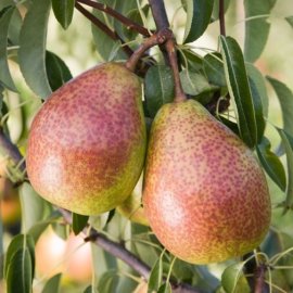 Pear Tree 'Louise Bonne of Jersey' (Pot Grown)