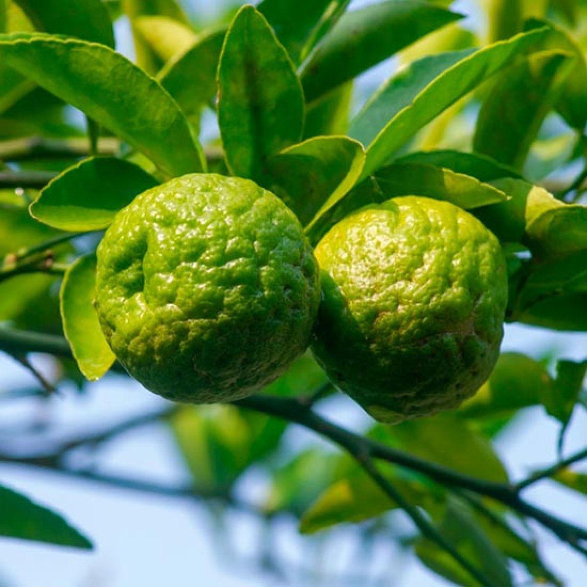 Kaffir Lime Tree (Makrut Lime) [CTR002] : Pomona Fruits