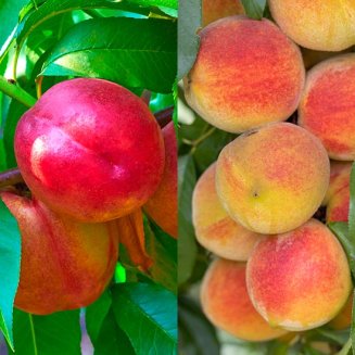 (image for) Peach & Nectarine Collection (2 Trees)