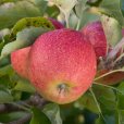 Apple Tree \'Jonagold\' (Pot Grown)