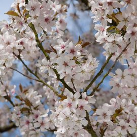 (image for) Prunus 'Pandora' (Flowering Cherry Tree)