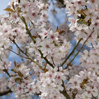 (image for) Prunus 'Pandora' (Flowering Cherry Tree)