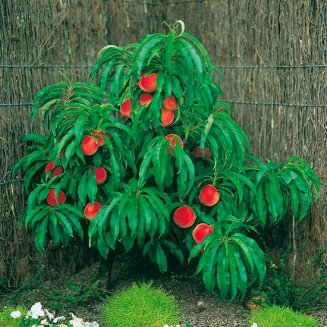 Dwarf Peach Tree 'Honey Gold' (image for) Dwarf Peach Tree 'Honey Gold'