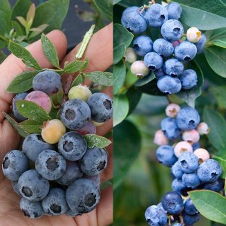 Dwarf Blueberry Collection (2 plants) (image for) Dwarf Blueberry Collection (2 plants)