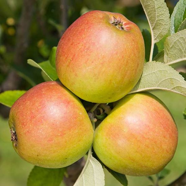 (image for) Apple Tree 'King of the Pippins'