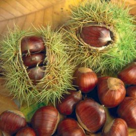 (image for) Sweet Chestnut Tree | Castanea sativa (3 Litre Pot)