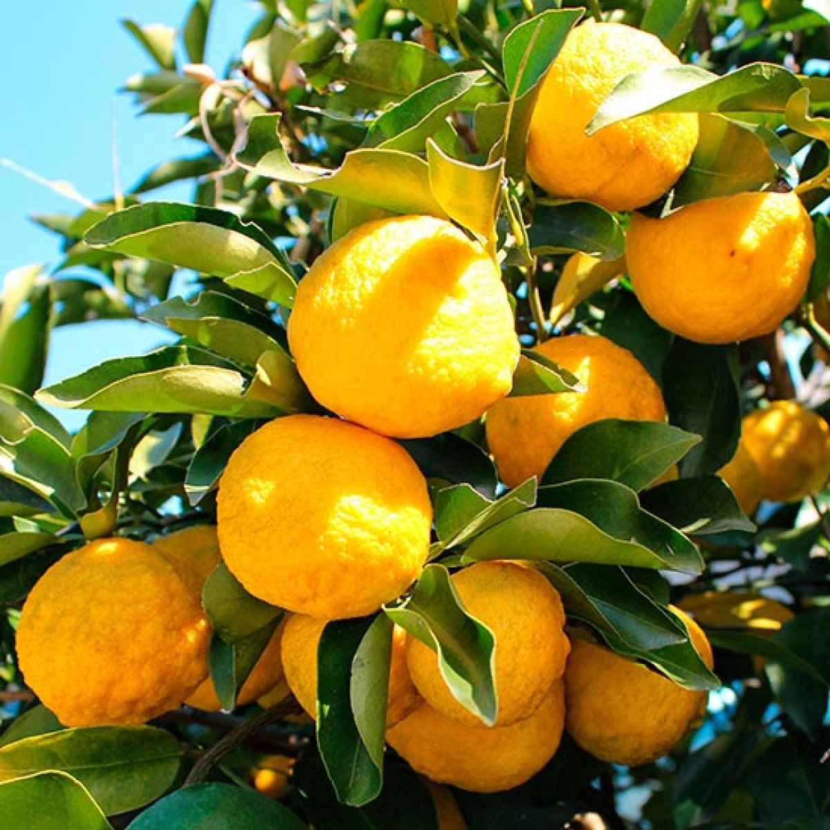 Yuzu Lemon Tree [CTR009] : Pomona Fruits