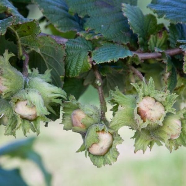 (image for) Filbert Tree 'Kentish Cob'