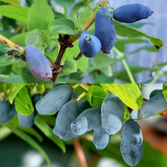 Gourmet Honeyberry Collection (2 plants) (image for) Gourmet Honeyberry Collection (2 plants)