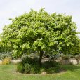 Quince Tree \'Meeches Prolific\' (Pot Grown)