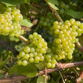 (image for) Grape Vine 'Chardonnay' (Pot Grown)