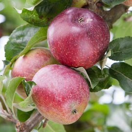 (image for) Cider Apple Tree 'Kingston Black'