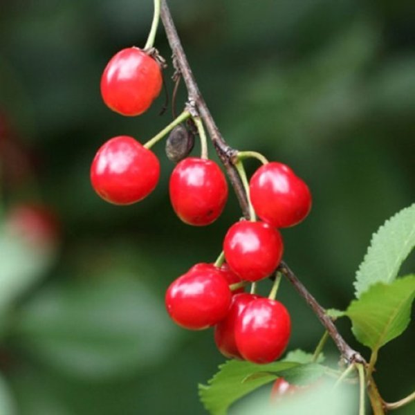 (image for) Wild Cherry Hedging (6 plants)